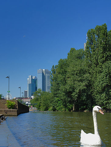 Fotos Main mit Schwan