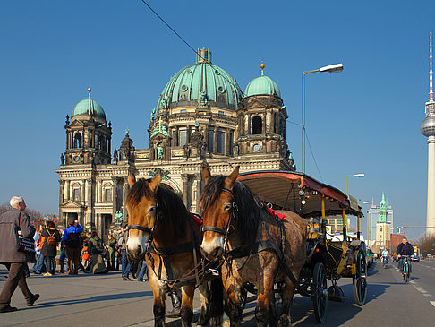 Fotos Dompferde | Berlin