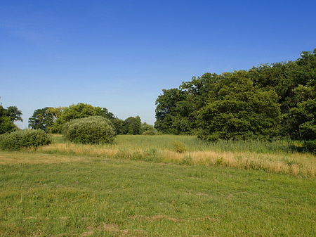 Fotos Wiese auf der Pfaueninsel