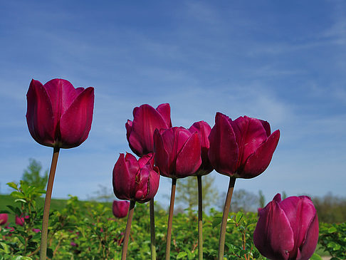 Foto Bundesgartenschau