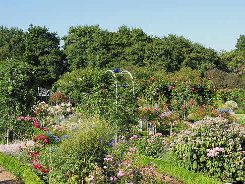 Planten un Blomen - Rosengarten Foto 