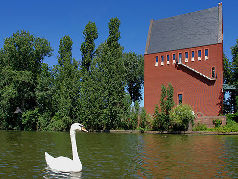 Schwan vor dem Neuen Portikus