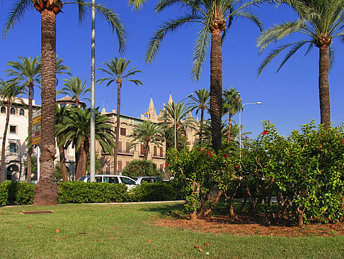 Fotos Palmen auf der Promenade | Palma de Maljorka