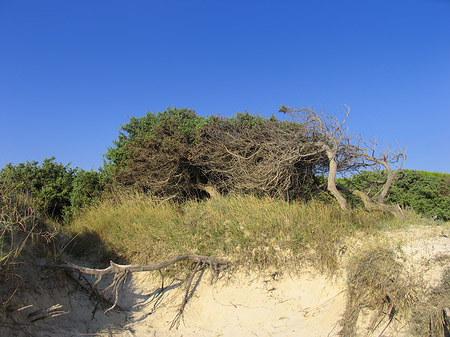 Fotos Blick über die Dünen | 