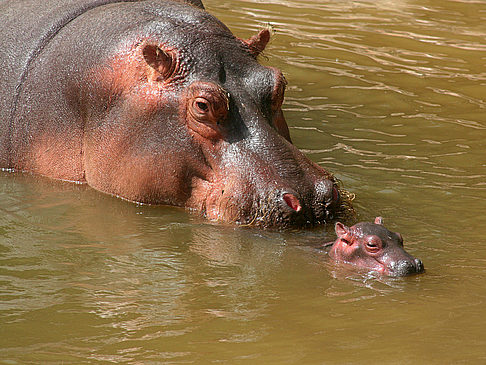 Zoo Budapest Bild Sehenswürdigkeit  
