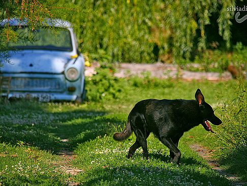 Fotos Plattensee - Balaton